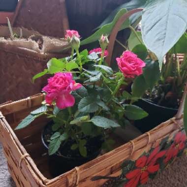 Rosa (Miniature)