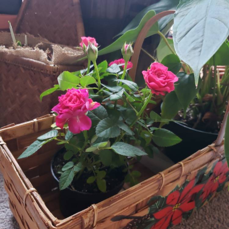 plant image 1208248
