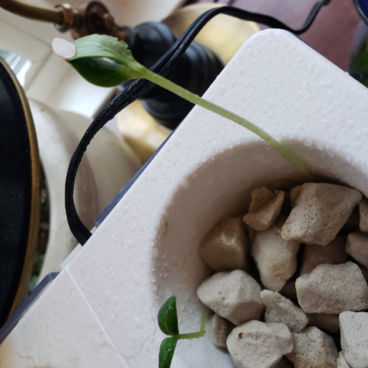 plant image 1210274