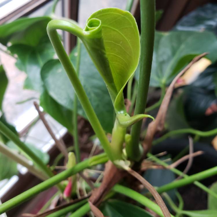 Plant image Anthurium 'Prince of Orange'