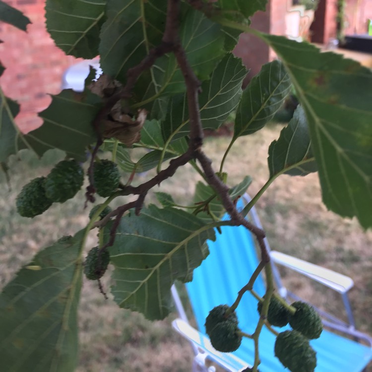 plant image 776782