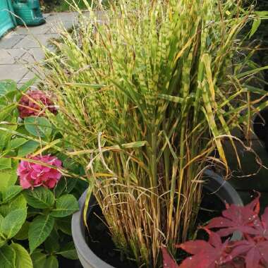 Miscanthus sinensis 'Zebrinus'