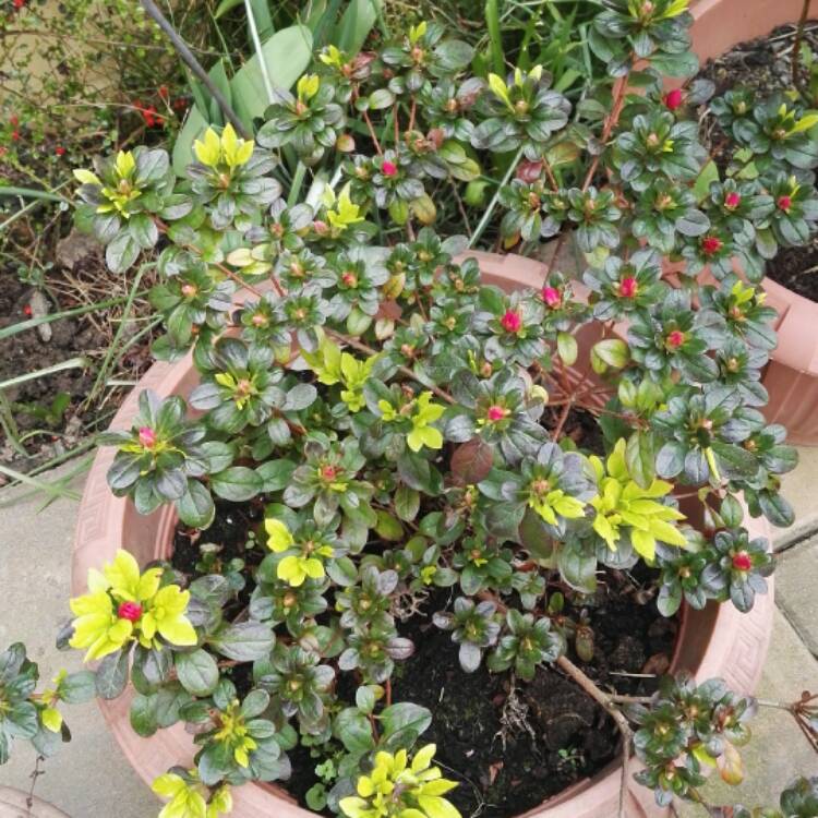 plant image 331357