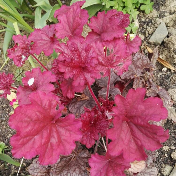 plant image 357653