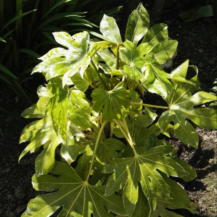 Plant image Fatsia japonica 'Variegata'