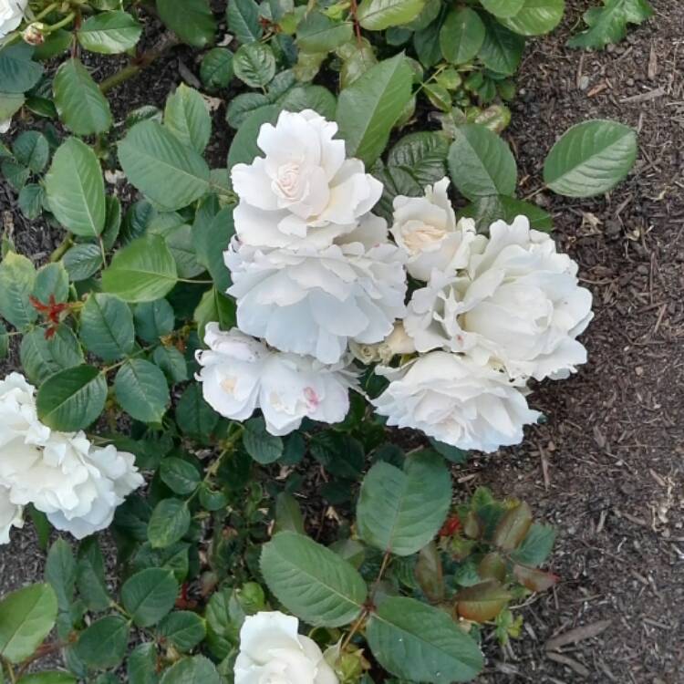 Plant image Rosa 'Princess Of Wales Hardinkum'
