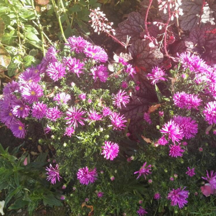 Plant image Aster novae-angliae 'Purple Dome'