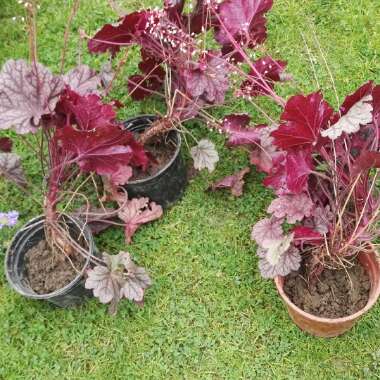 Heuchera 'Berry Smoothie'