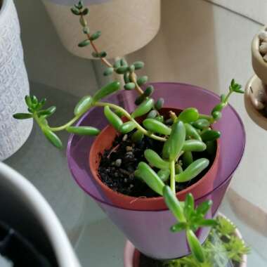Sedum Rubrotinctum 'Aurora'