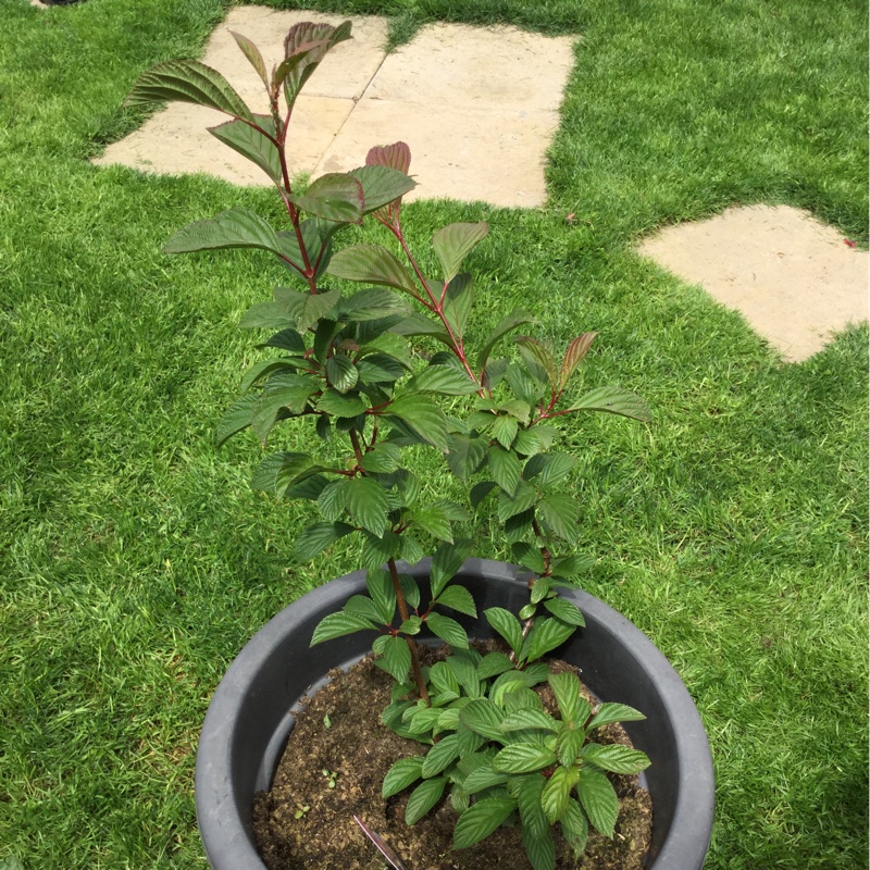 Plant image Viburnum x bodnantense
