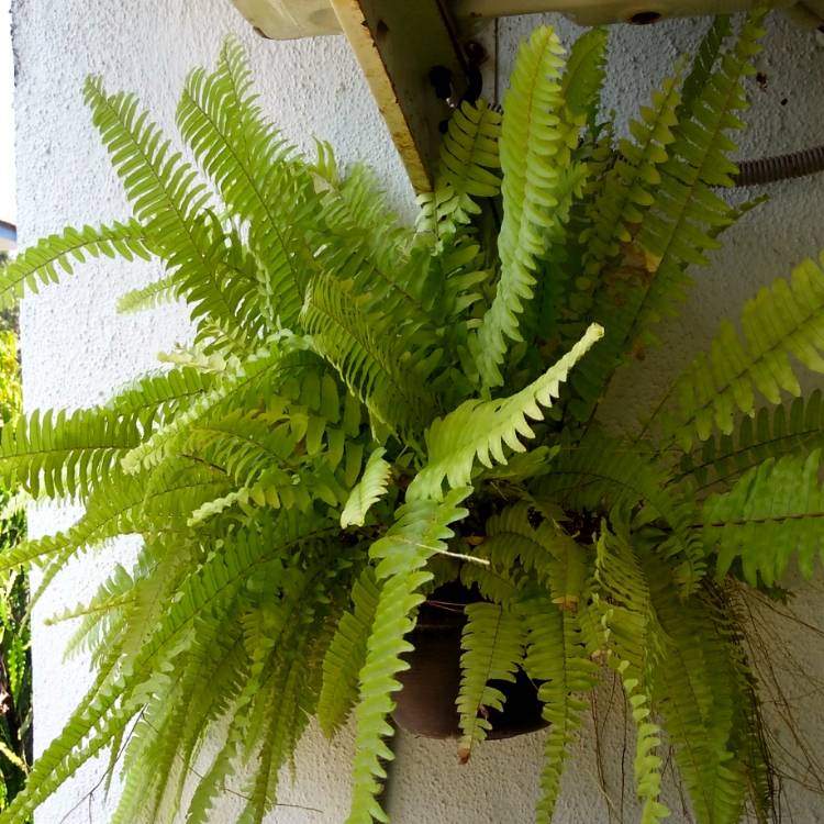 plant image 1007461