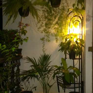 Ron's garden