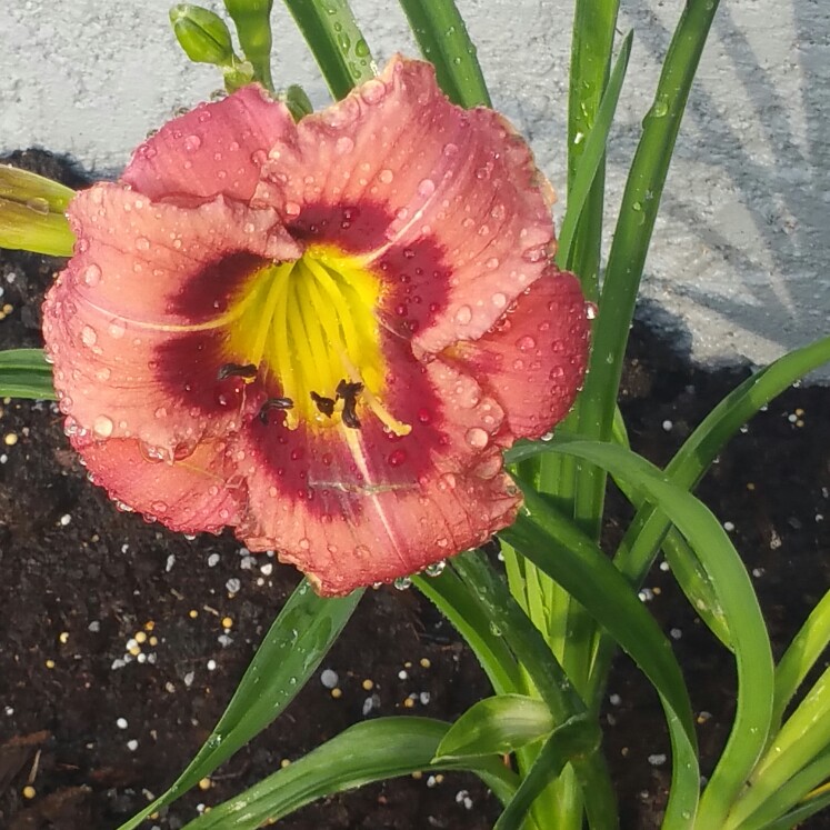 Plant image Hemerocallis 'Little Grapette'
