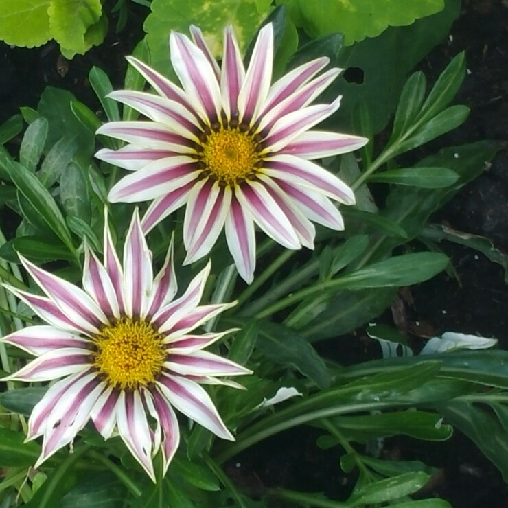 Plant image Gazania splendens 'Big Kiss White Flame'