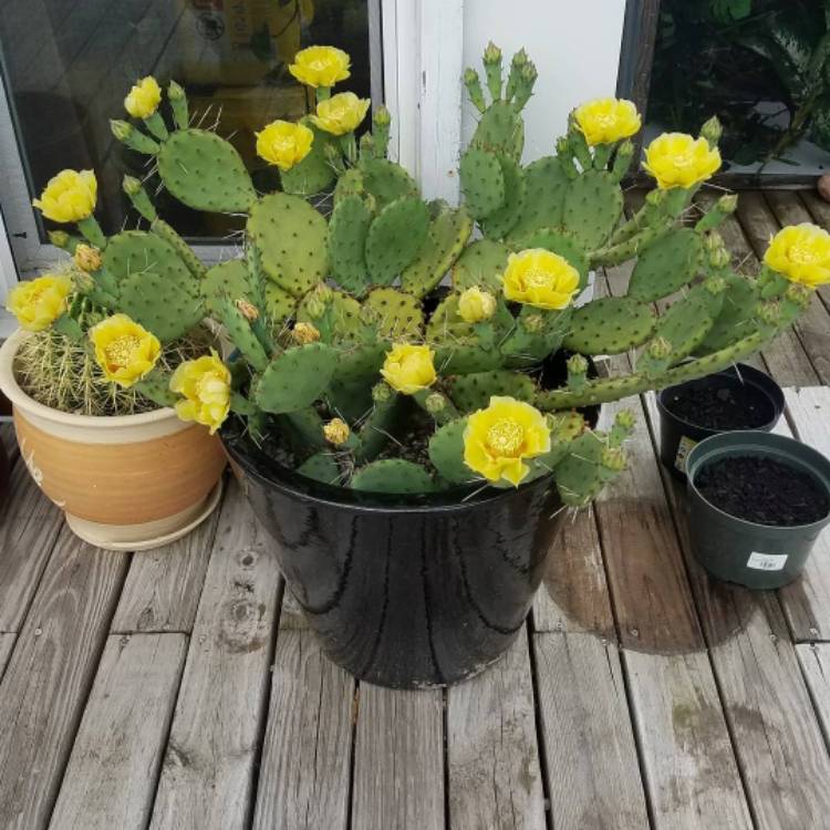 Plant image Opuntia humifusa