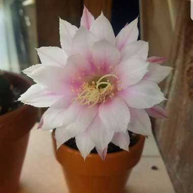 Echinopsis subdenudata 'Dominos'