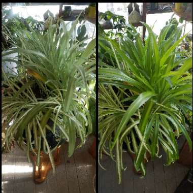 Chlorophytum comosum 'Picturatum'