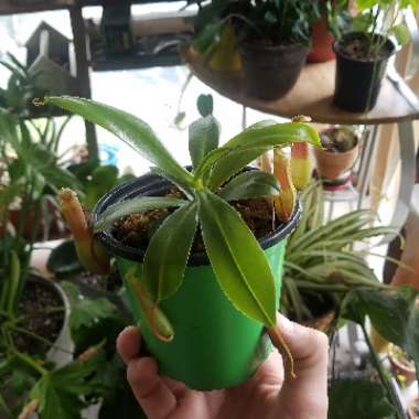 Nepenthes ventricosa