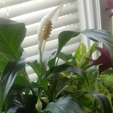 Spathiphyllum wallisii