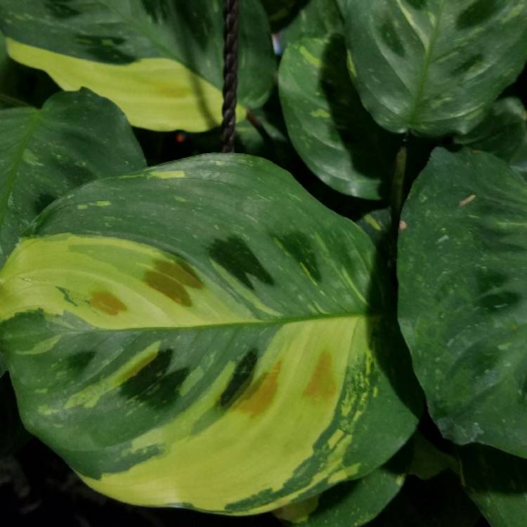 plant image 574627