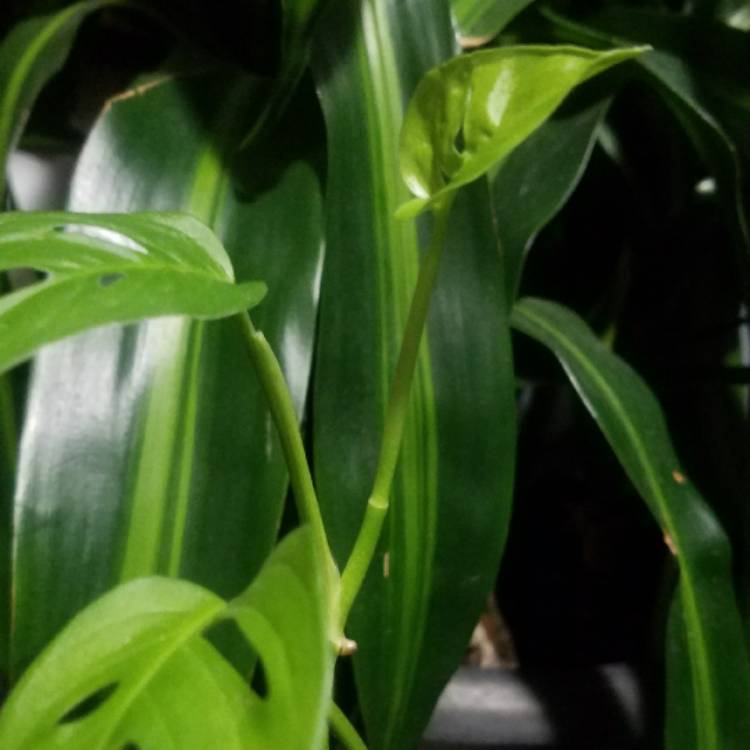 plant image 590155
