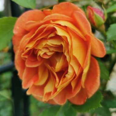 Sarah's garden