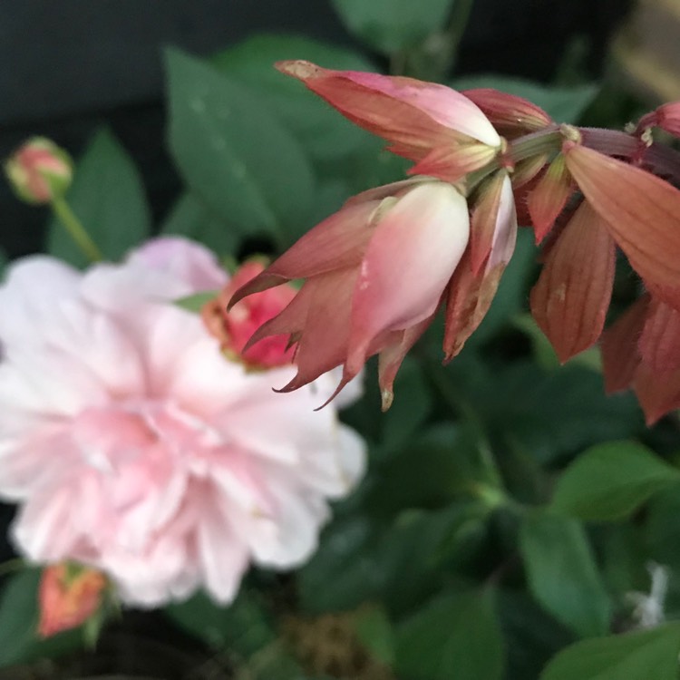 Plant image Salvia 'Ember's Wish'