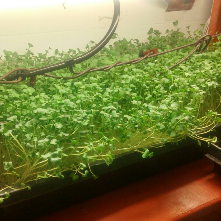 plant image 141387