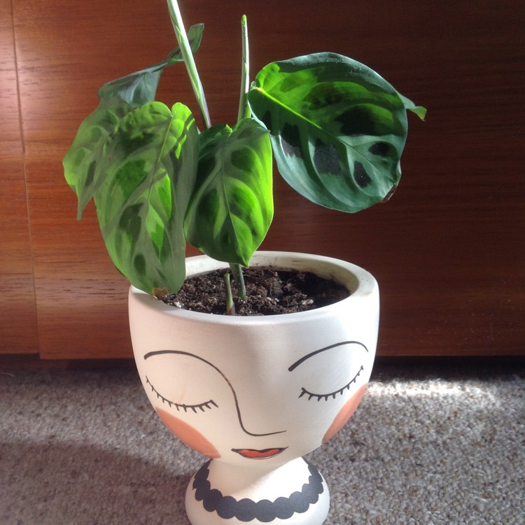 Plant image Maranta leuconeura 'Kerchoveana'