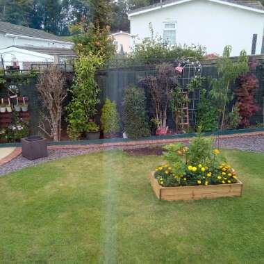 Julie's garden