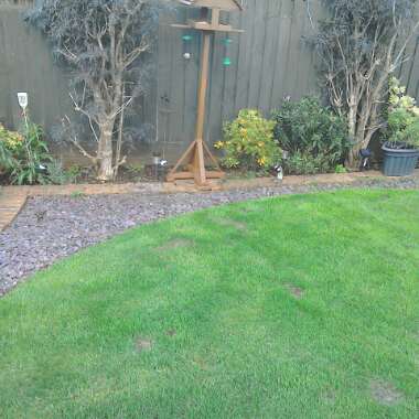 Julie's garden