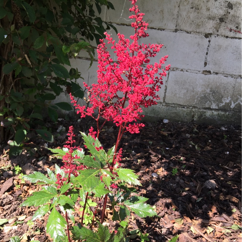 Plant image Astilbe x japonica 'Red Sentinel'