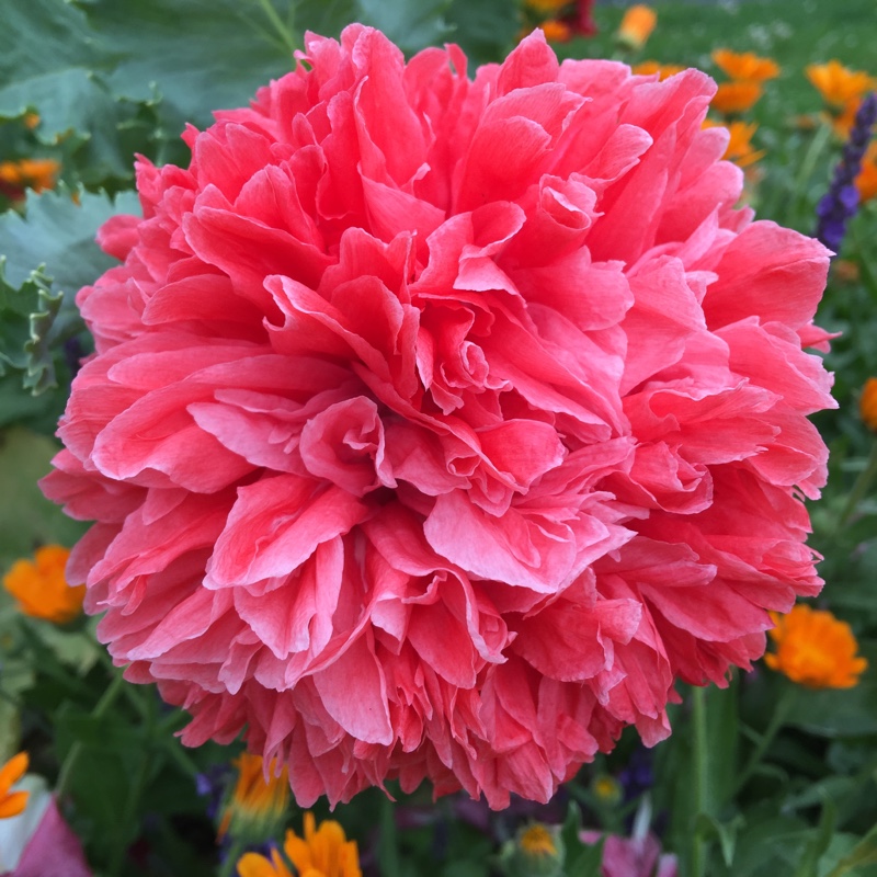 Plant image Papaver paeoniflorum 'Venus'
