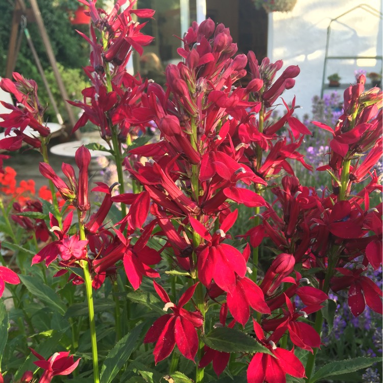Plant image Lobelia x speciosa 'Fan Burgundy'