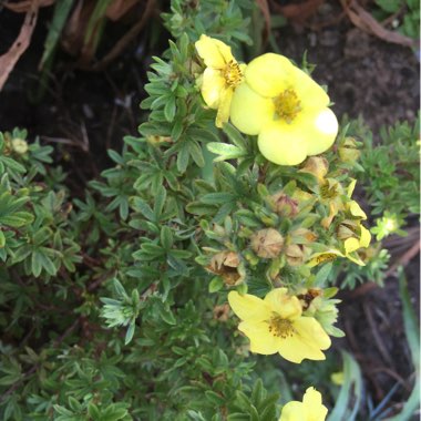 Shrubby cinquefoil  'Elizabeth'