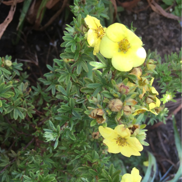 plant image 217162