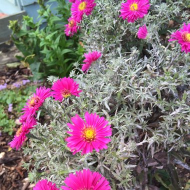 Aster 'Little Pink Beauty'