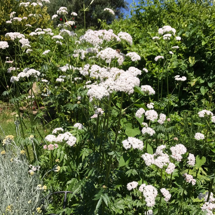 plant image 428826