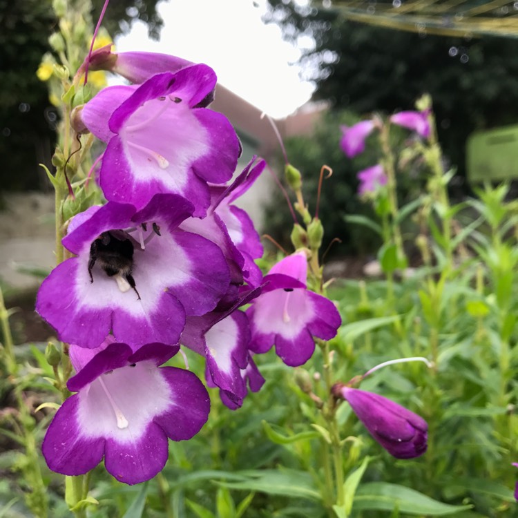 plant image 516818