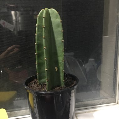 Trichocereus pachanoi syn. Echinopsis pachano