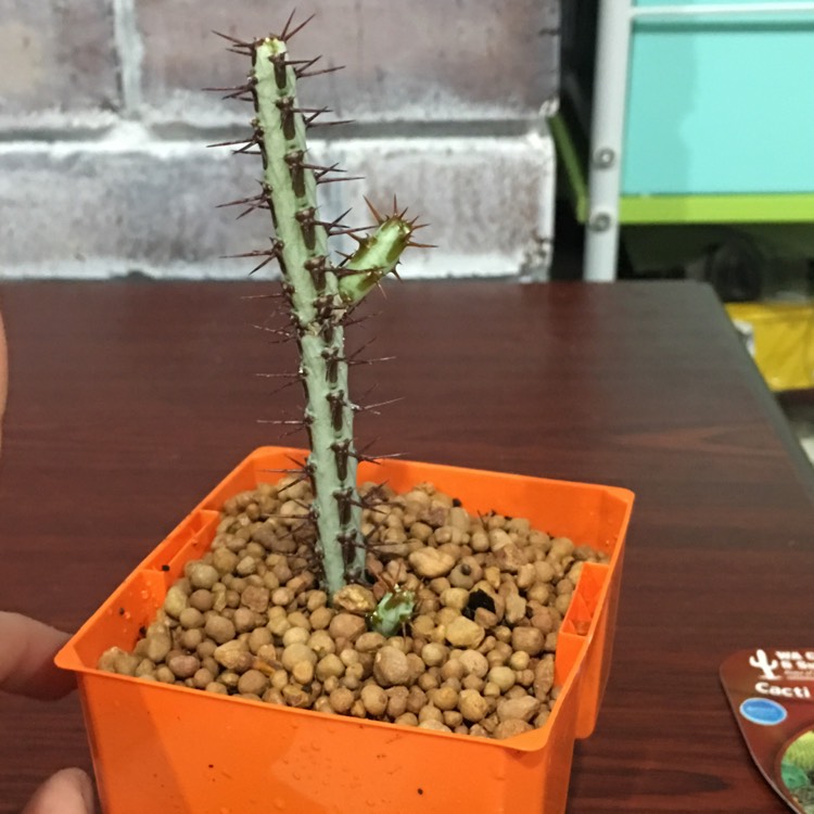 Plant image Euphorbia aeruginosa 'Schweick'