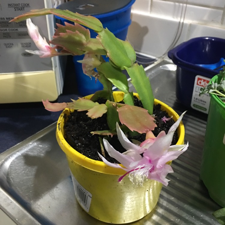 Plant image Schlumbergera truncata 'White Christmas'