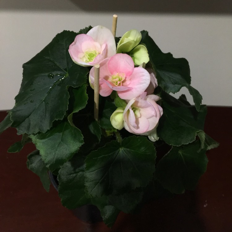Plant image Begonia elatior 'Borias'