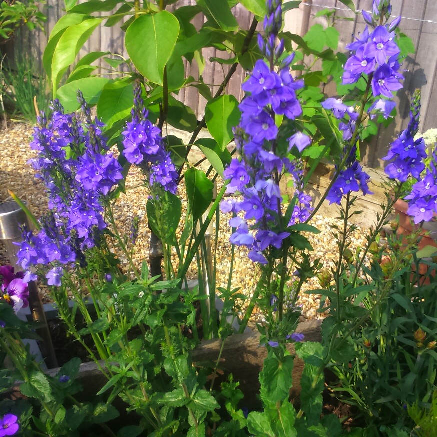 plant image 106086