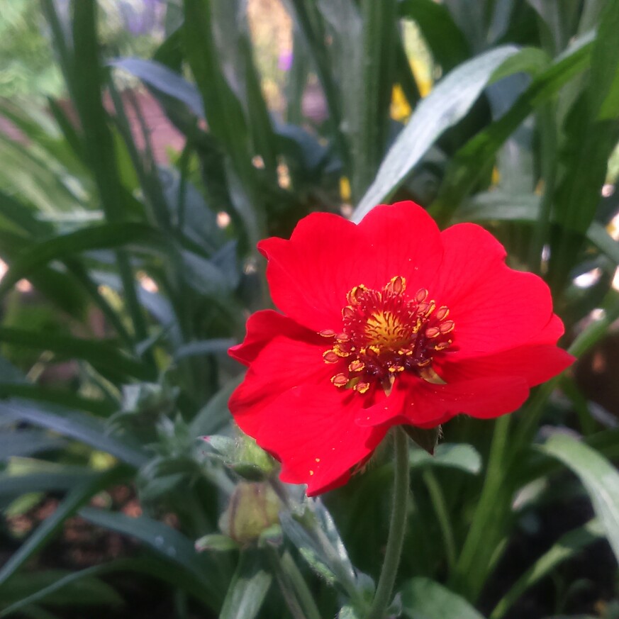 Plant image Potentilla atrosanguinea 'Scarlet Starlet'