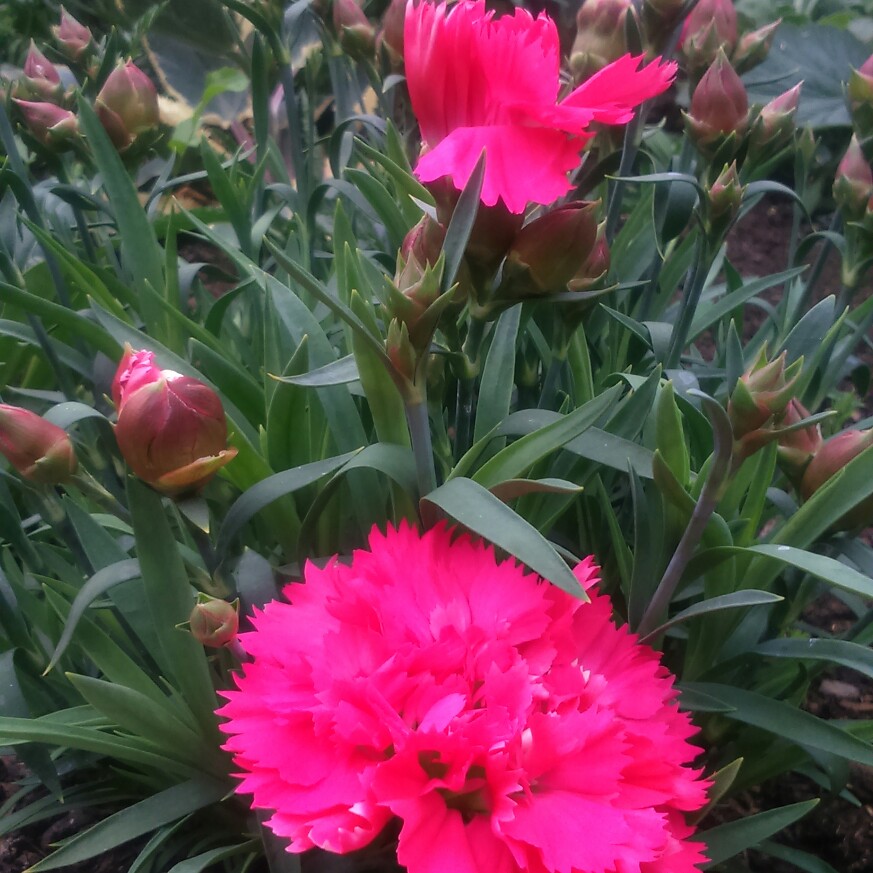 plant image 115225