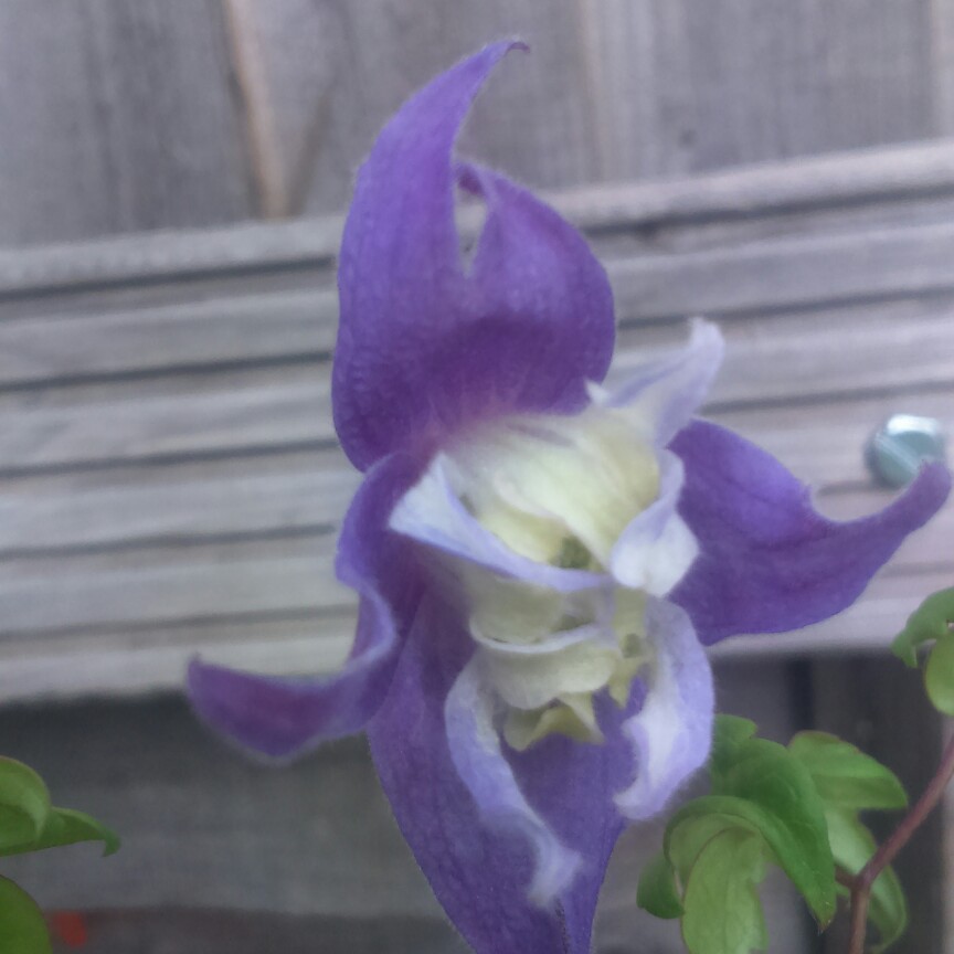 plant image 163179 plant image 163179