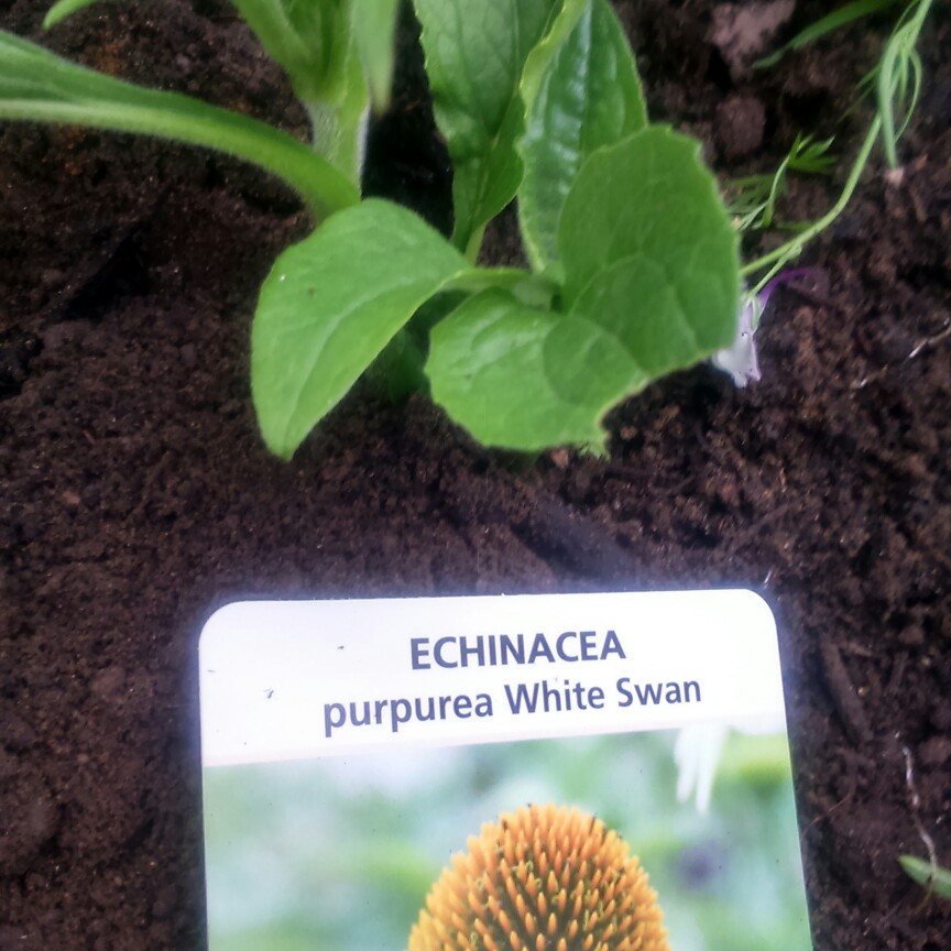 plant image 163950