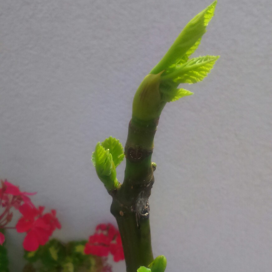 plant image 186202