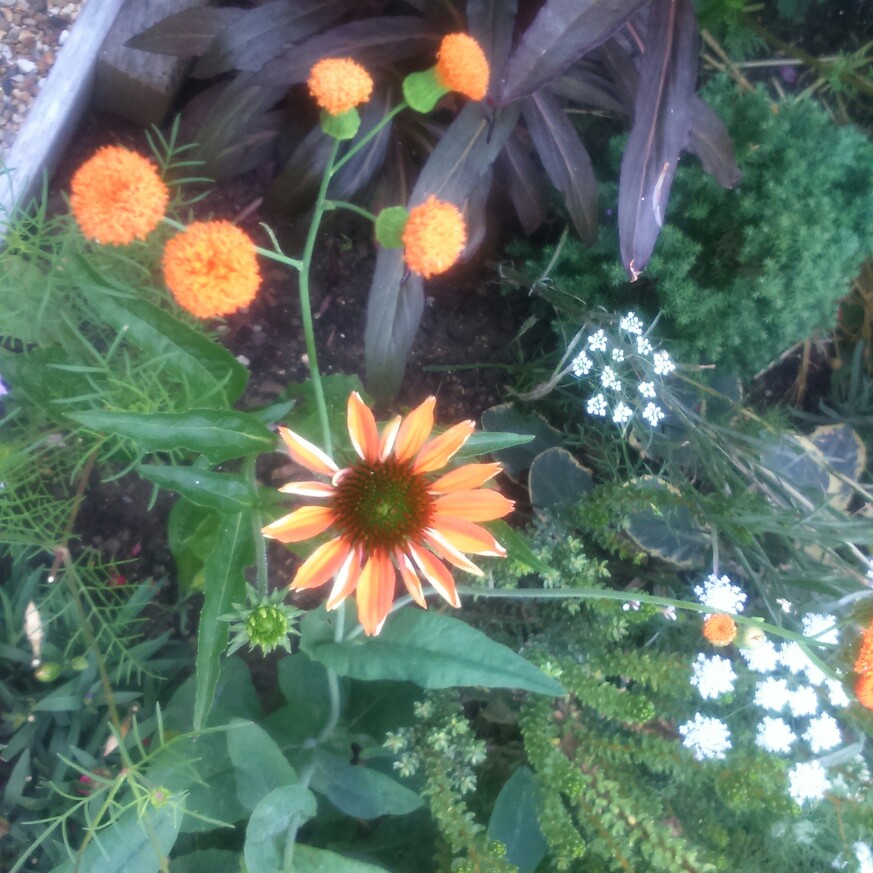 plant image 187253 plant image 187253